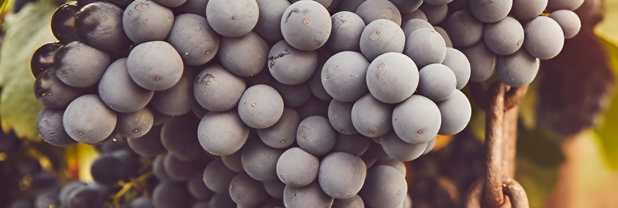 Close-up of ripe Sangiovese grapes on the vine at harvest with soft Tuscan sunlight in the background.
